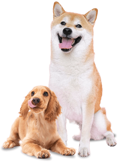 Decorative pet icon